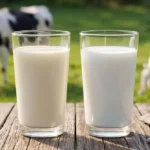 Dua gelas kaca berisi susu sapi perah dan susu kambing etawa lokal Indonesia.